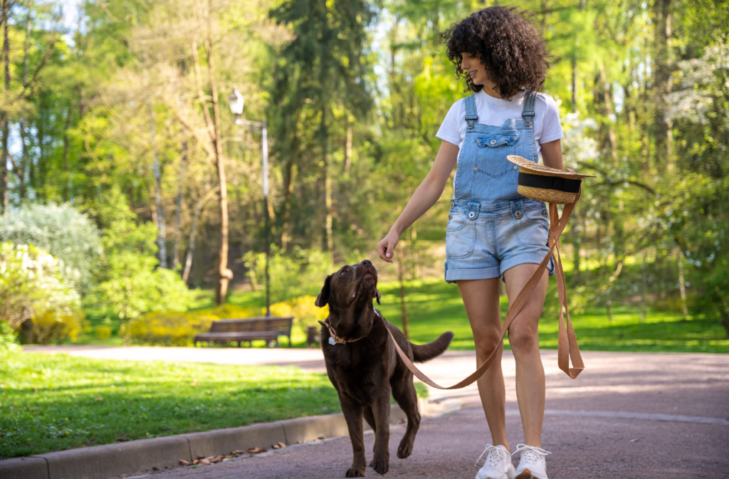 Pets no verão: quais cuidados você deve tomar