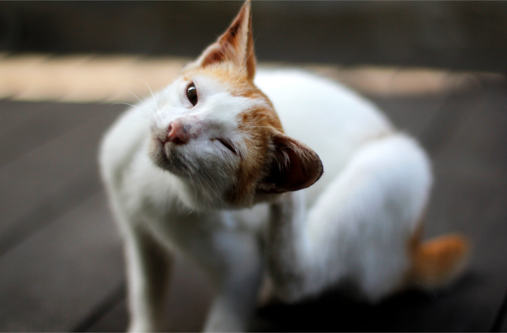 Estresse em pets: sinais, causas e como tratar