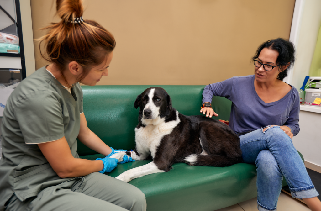 Atendimentos em domicílio: comodidade e menos estresse no check-up para pets