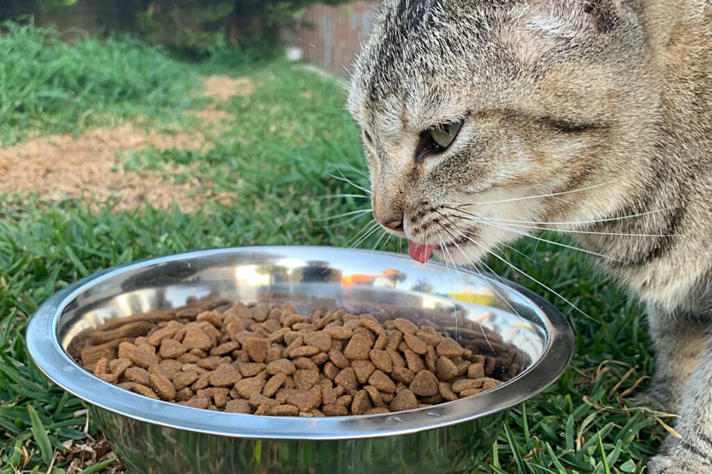 Alimentação e nutrição: um pilar fundamental para os pets idosos