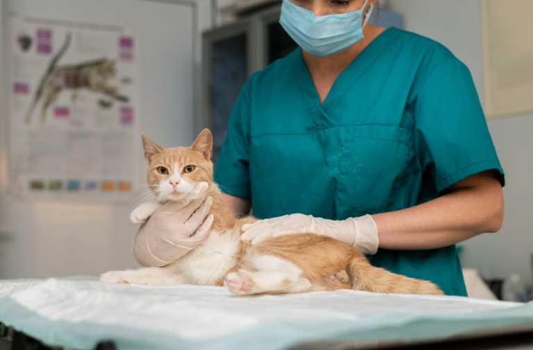 Castração de cães e gatos: tudo que você precisa saber