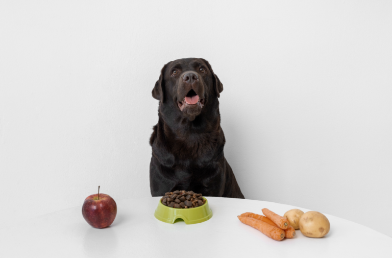 Como cuidar da saúde intestinal de cães e gatos?