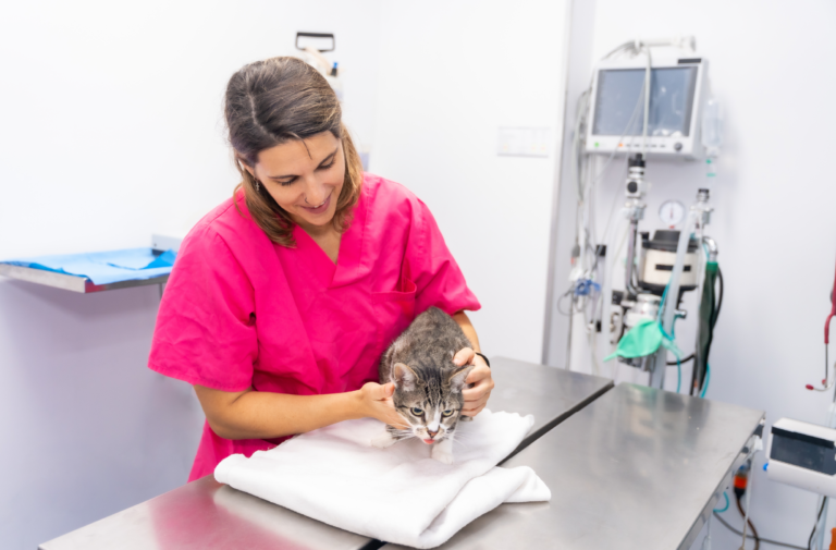 Doenças intestinais em pets: causas e cuidados